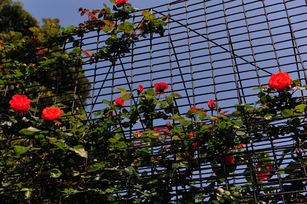 130508 8 DSC_9742.jpg